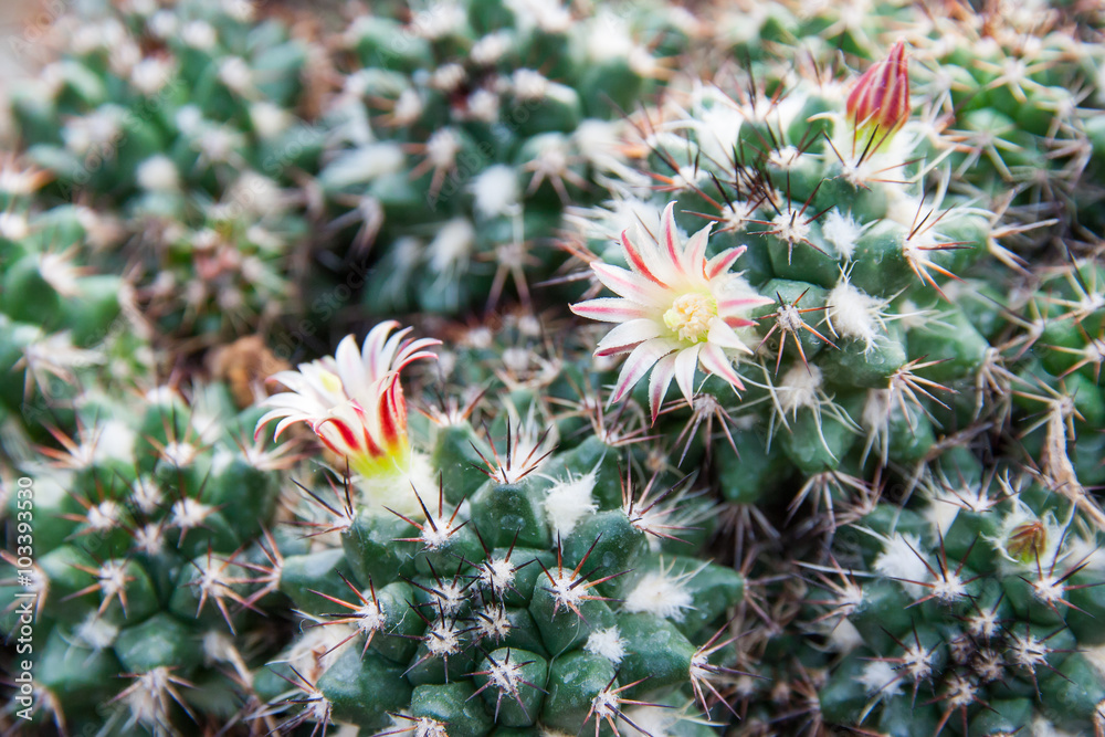 Obraz premium Cactus Flower