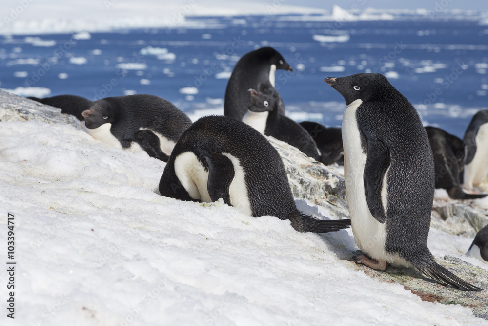 Fototapeta premium Adélie Penguins, Antarctica.