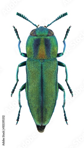 Beetle metallic wood borer Anthaxia scorzonerae