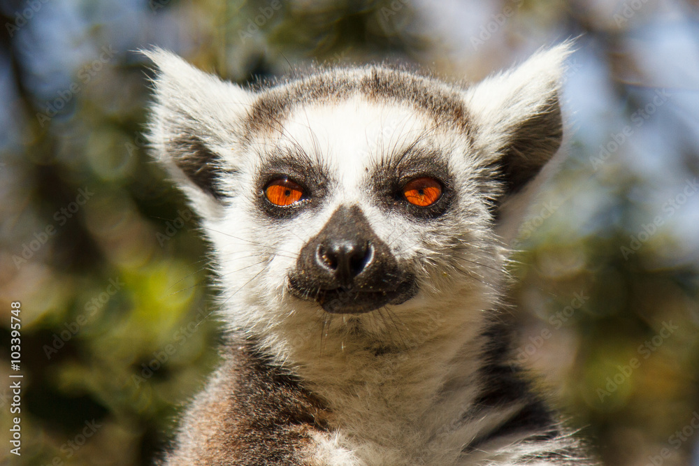 Fototapeta premium Lémur de cola anillada
