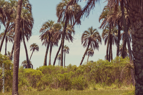 Palm plantation