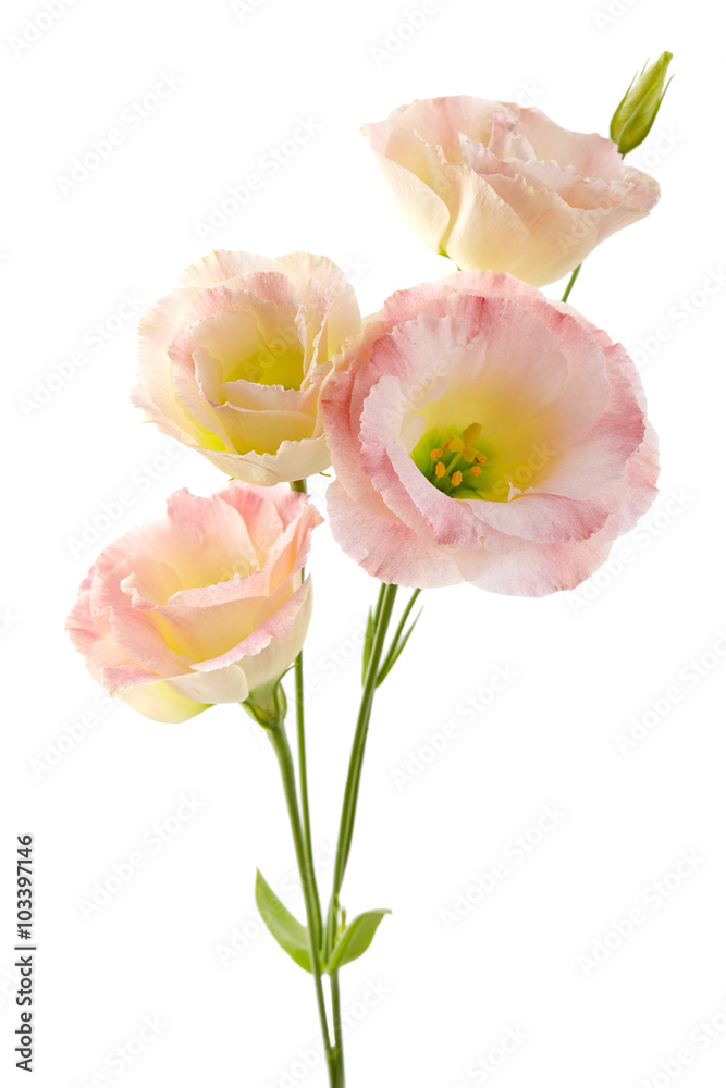 Fototapeta premium Eustoma flowers