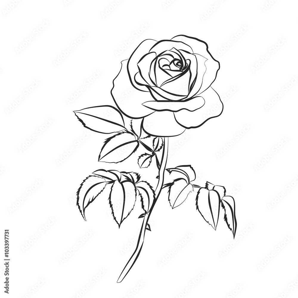 Rose sketch on white background. Rose sketch on white background.