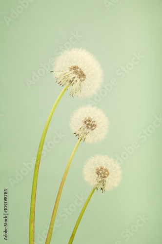 Fototapeta Naklejka Na Ścianę i Meble -  Three dandelions in vintage style