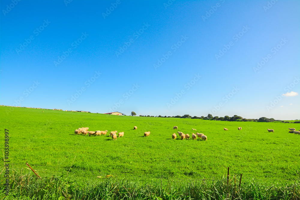 Herd of sheep on a green meadow