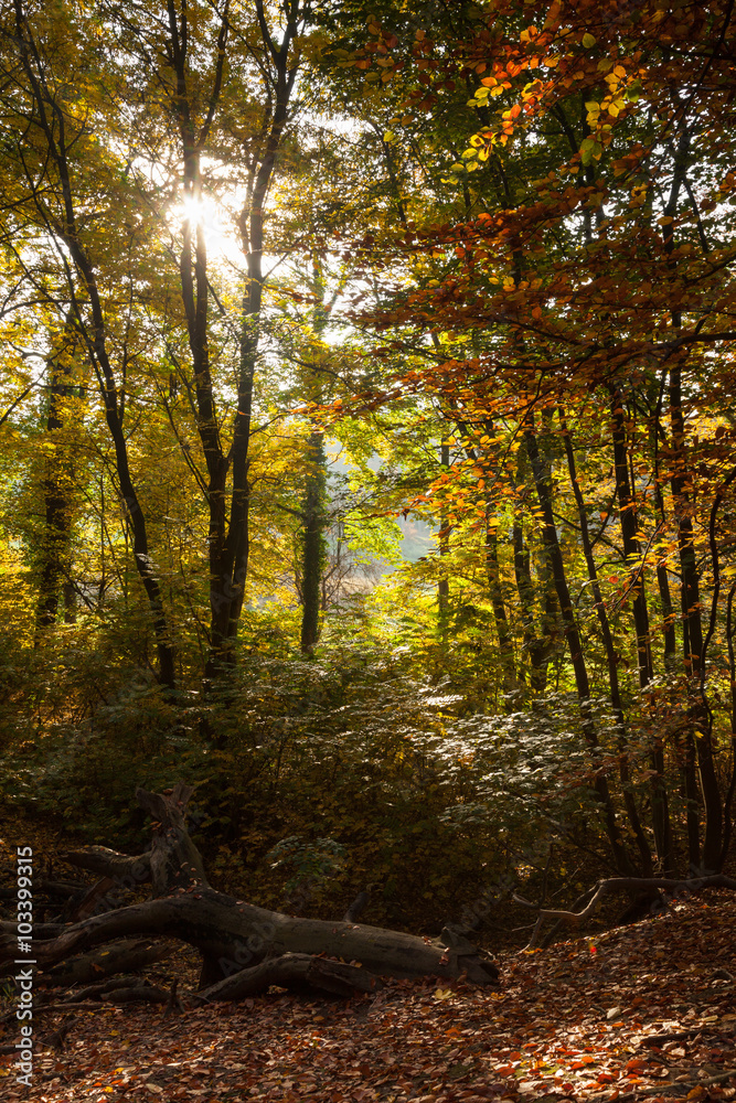 Obraz premium Herbstwald