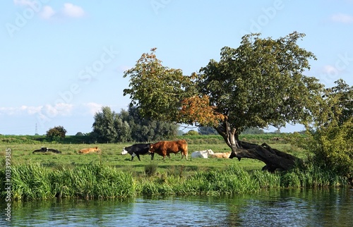 Red bull and Black Hereford in a riverside field in the Cambridgeshire fens, next to an old, leaning, misshapen tree. photo