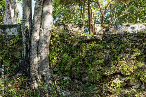 stone wall covered with plants © esben468635