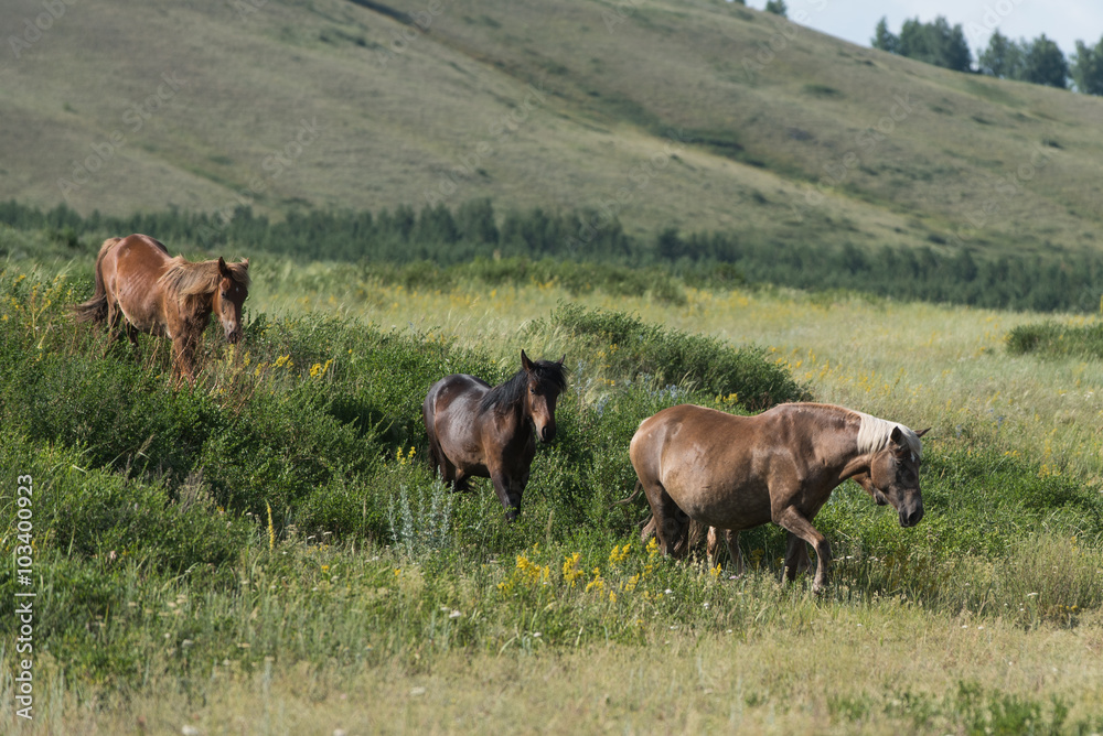 Beautiful horses in the field Beautiful horses in the field