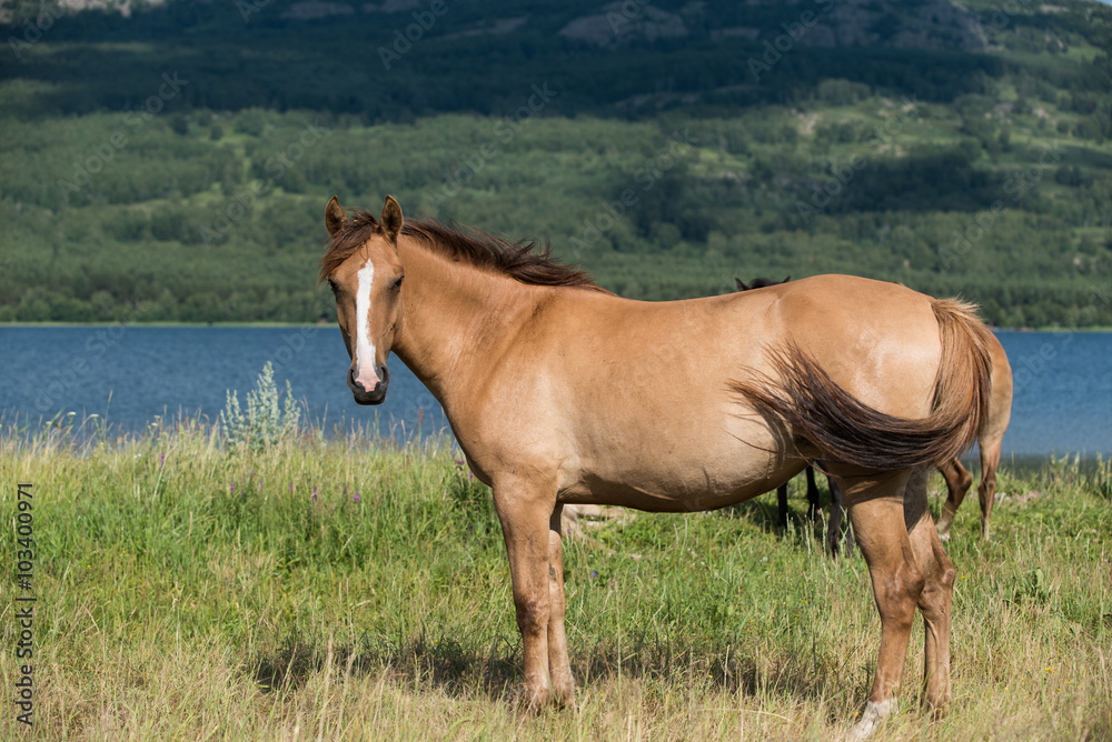 Fototapeta premium Brown horse in the field near lake