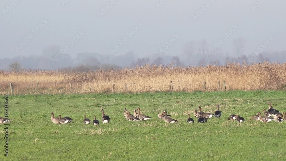 wild geese standing on the field and looking for food wild geese standing on the field and looking for food