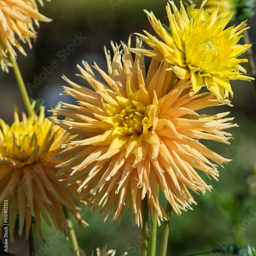 Fototapeta Naklejka Na Ścianę i Meble -  Gelbe Dahlien
