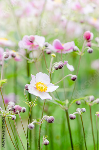 Japanese Anemone flowers in the garden, close up. Note: Shallow