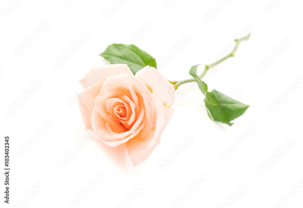 Naklejka premium Coral rose