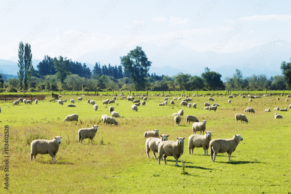 beautiful meadow with sheep in blue sky