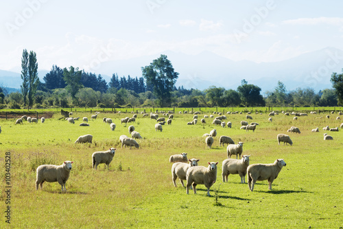 Fototapeta Naklejka Na Ścianę i Meble -  beautiful meadow with sheep in blue sky