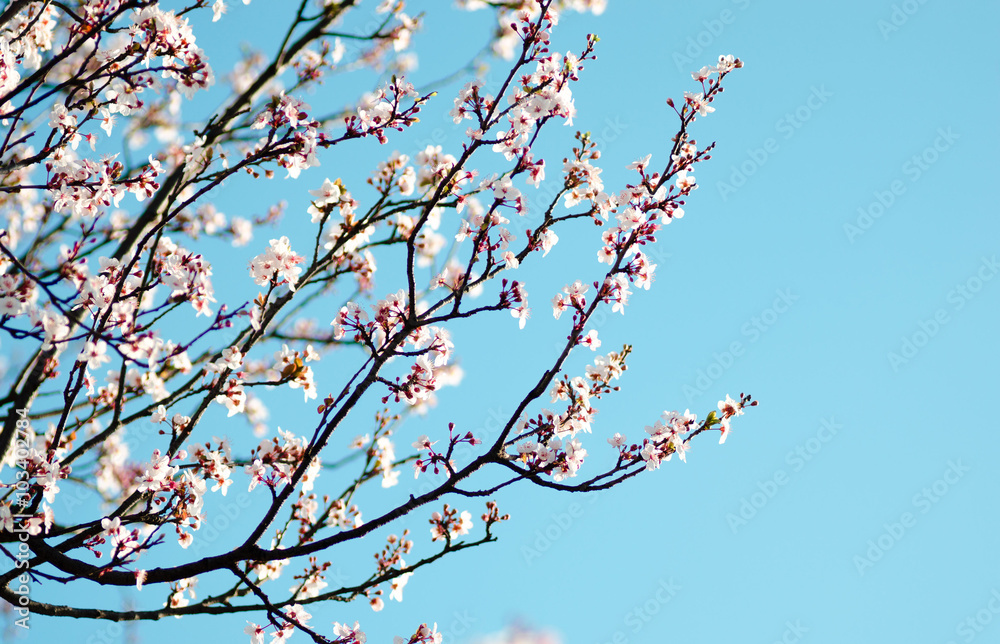 Spring blooming white cherry brunch on blue sky background Spring blooming white cherry brunch on blue sky background