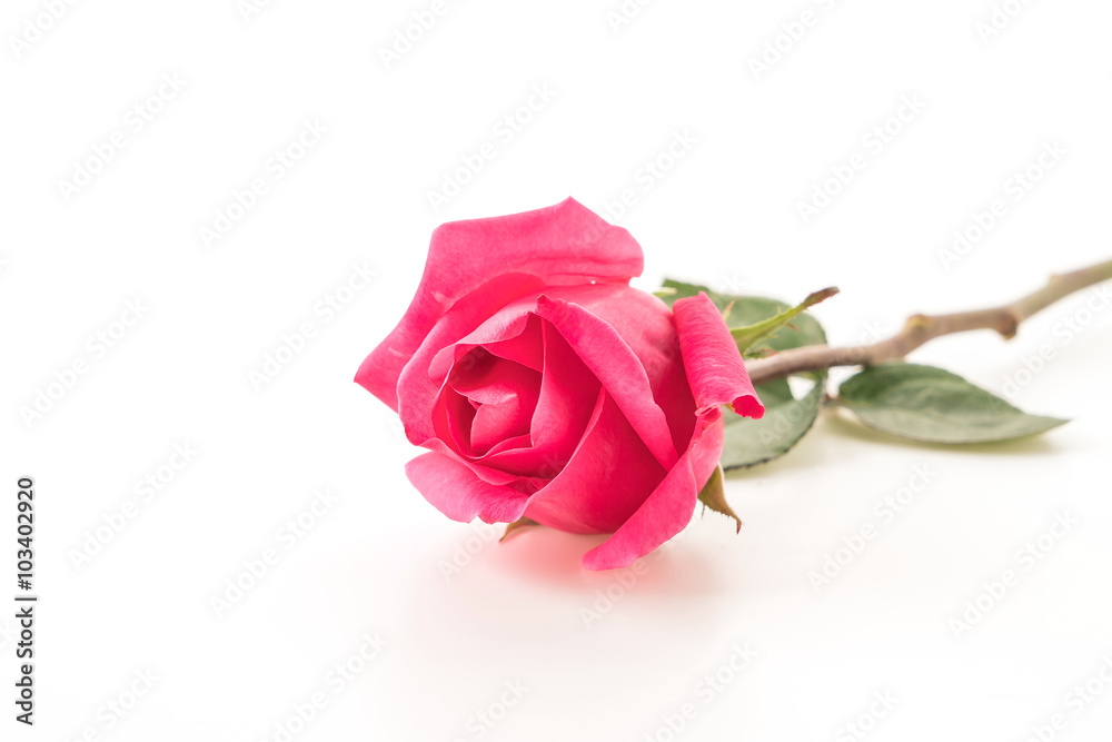 pink rose pink rose