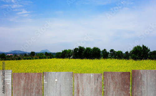 The wood fence with yellow garden and sky in background