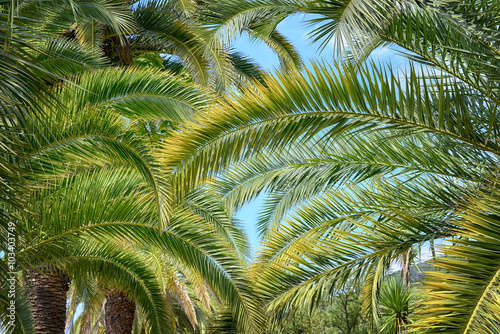 Palm leaves in tropical forest