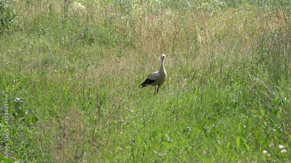 stork walk through green meadow and look for frogs in summertime. 4K UHD video clip.
stork walk through green meadow and look for frogs in summertime. 4K UHD video clip.