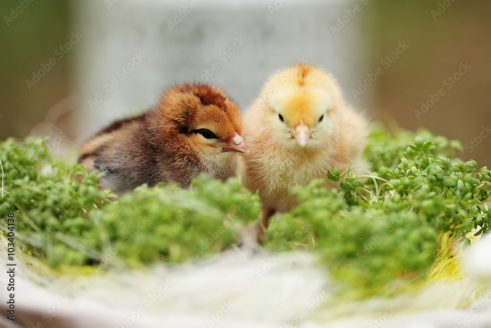 Beautiful little chicken with egg  on a wooden board in a garden