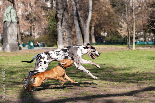 Alano arlecchino nto bianco e nero e pitbull marrone rossiccio che corrono e giocano  insieme in un parco cittadino photo