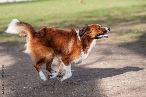 Cane collie bianco marrone rossiccio che corre libero in un parco cittadino