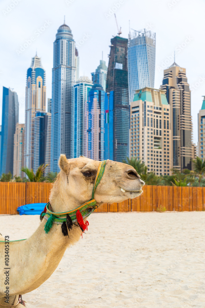 Fototapeta premium Camel in Dubai Marina