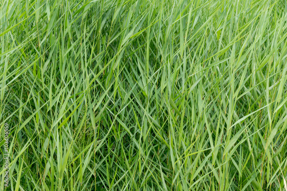 Green reed. Kihnu, small island in Estonia. Baltic sea, Europe. Natural environment background. Green reed. Kihnu, small island in Estonia. Baltic sea, Europe. Natural environment background.