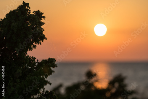 Juniper and Sunset on the beach, peaceful sea, orange sky. Kihnu, small island in Estonia. Baltic sea, Europe photo