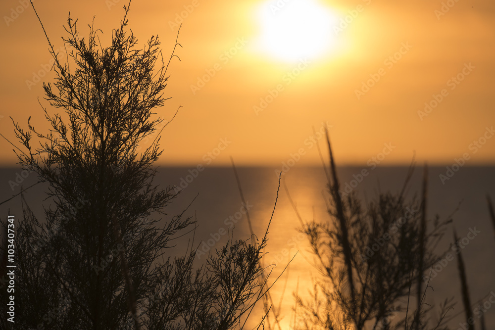 Pflanzen und Busch am Strand der Adria bei Sonnenaufgang