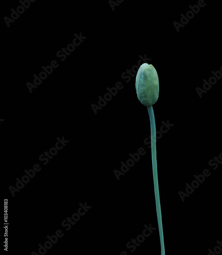 opium flowers on a black background. photo