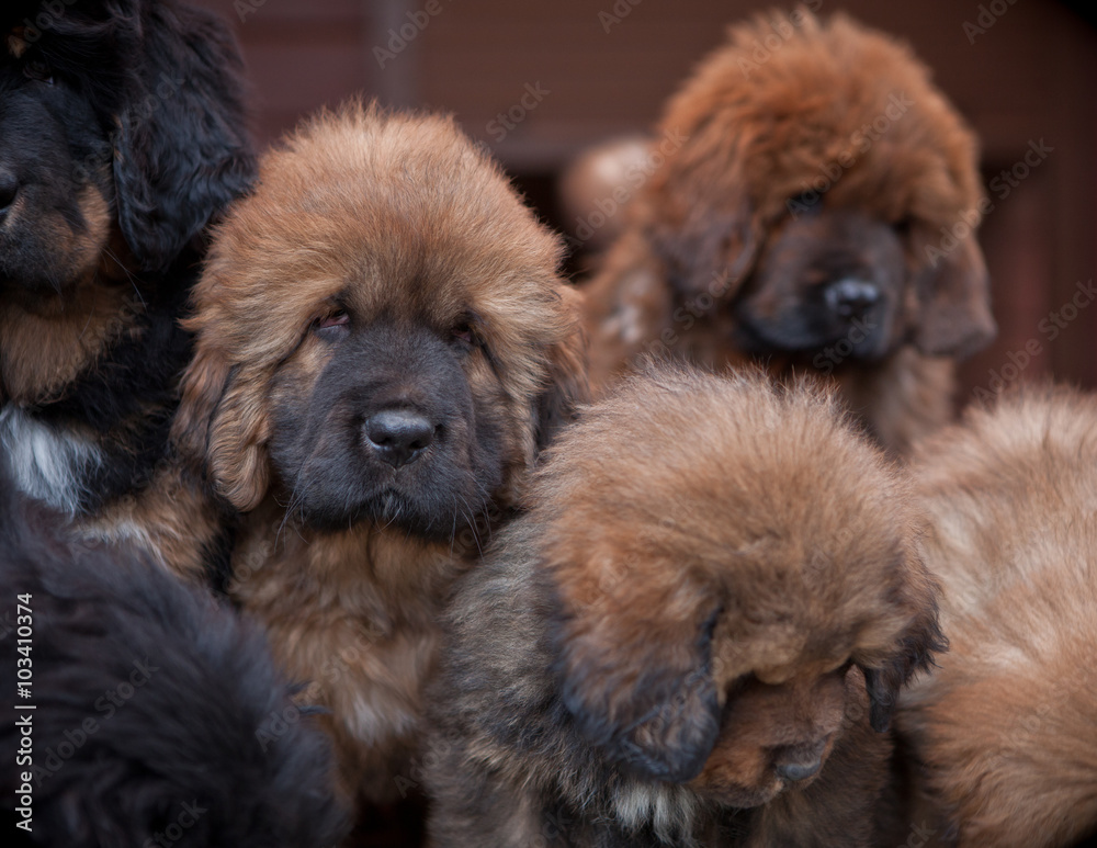 Щенки Тибетского Мастифа