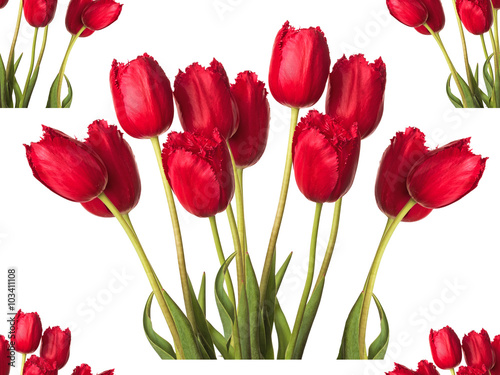 seamless  pattern  many  red purple  tulip flowe