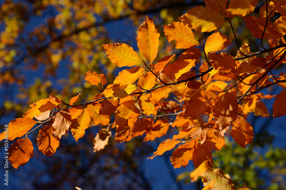 Ast einer Buche mit herbstlich gefärbten Blättern Ast einer Buche mit herbstlich gefärbten Blättern