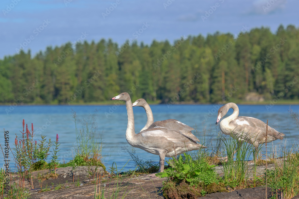 Naklejka premium Three young whooper swans standing on a rocky shoreline