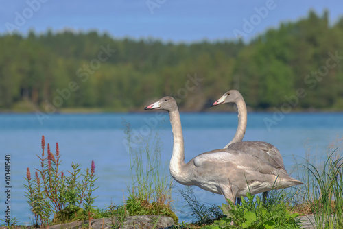 Two young whooper swans standing on a rocky shoreline