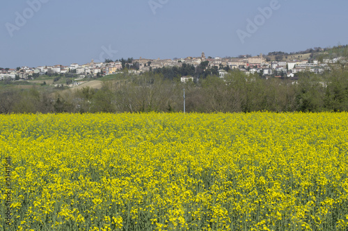 Serra de  Conti . campagna in primavera