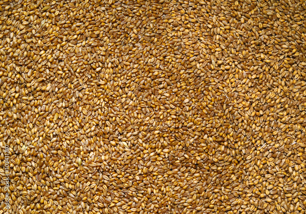 Seed of wheat. Processed organic wheat grains as agricultural background Seed of wheat. Processed organic wheat grains as agricultural background