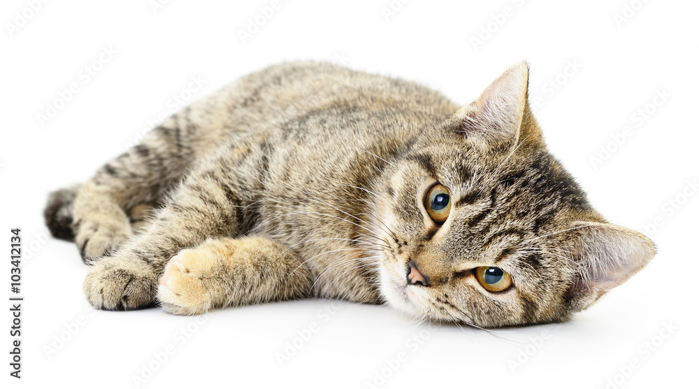 Kitten on a white background