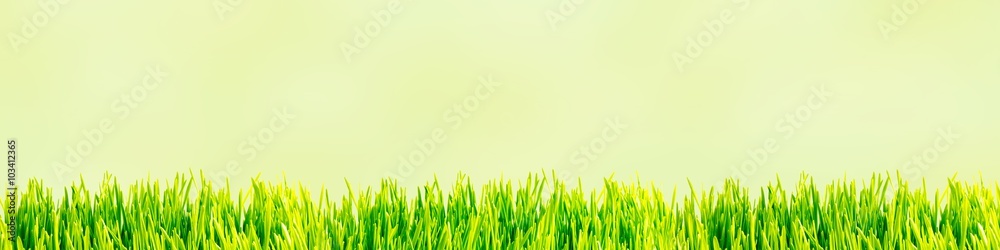Fototapeta premium Hintergrund grüne Wiese