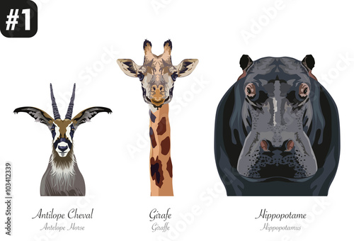 ANIMAUX -Portraits - #1 - Girafe - Antilope - Hippopotame 