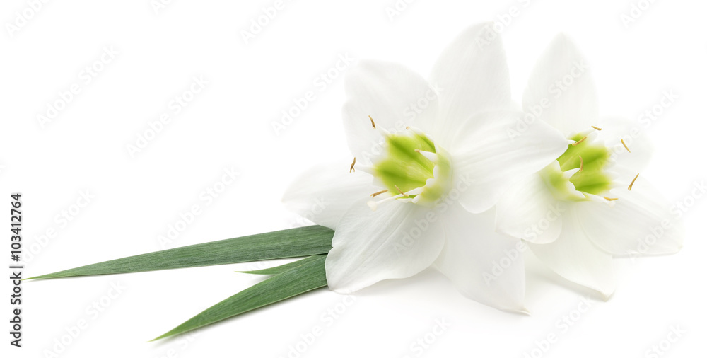 Two white flowers.