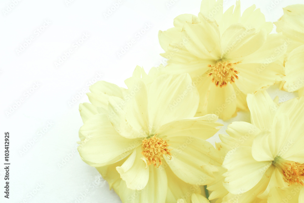 Yellow cosmos flowers
