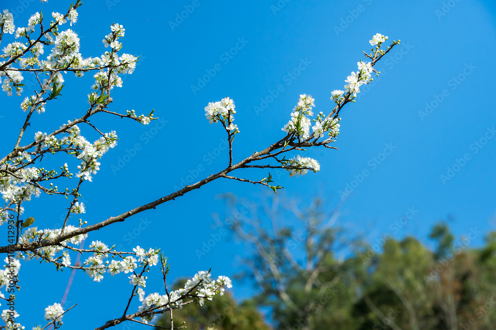 Oriental plum(Prunus salicina) on blue sky Oriental plum(Prunus salicina) on blue sky