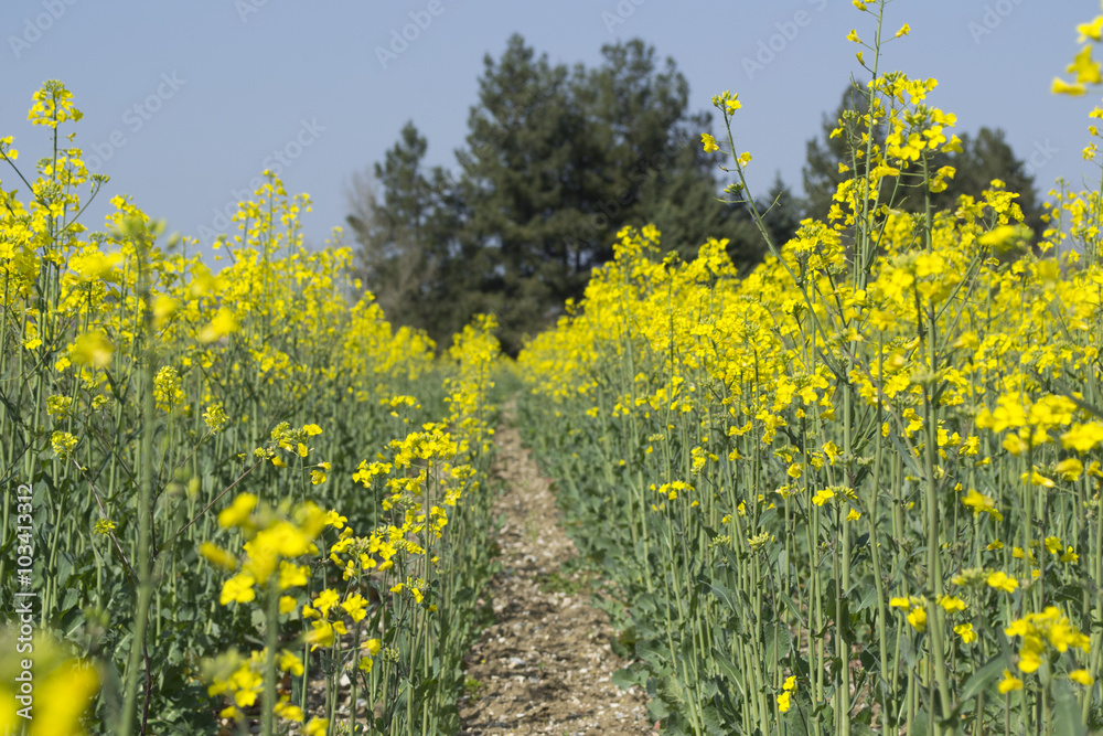 Fototapeta premium Serra de' Conti . campagna in primavera