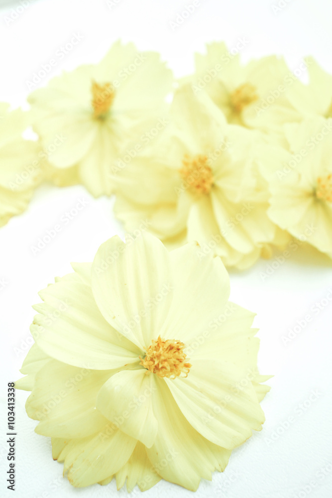 Obraz premium Yellow cosmos flowers