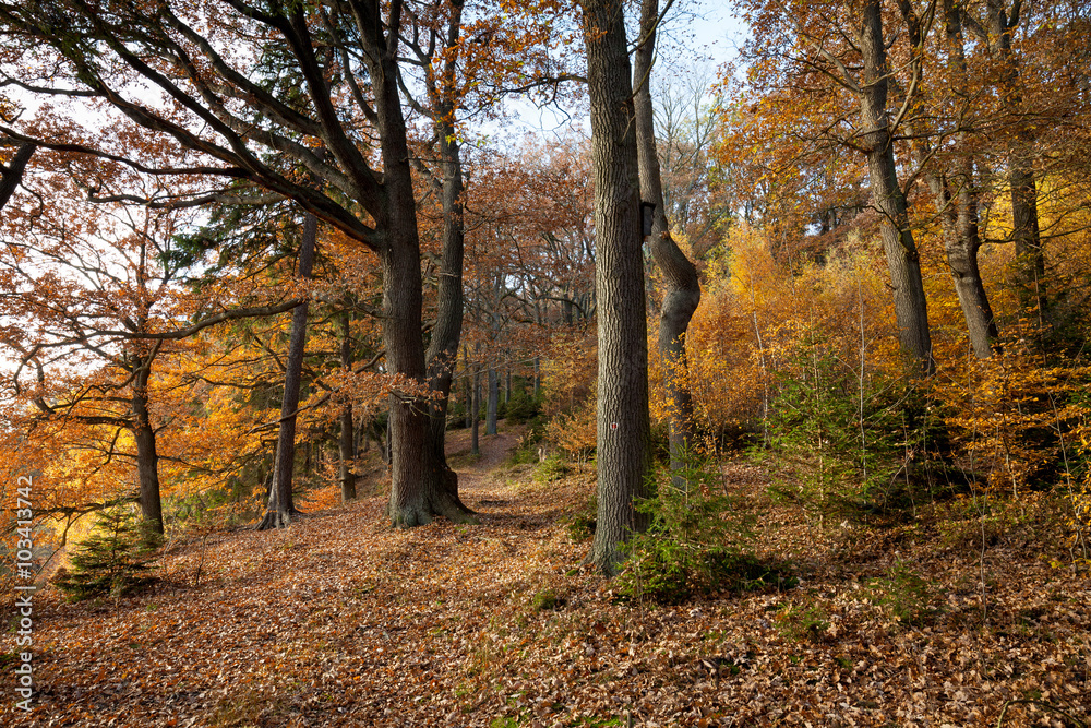 Fototapeta premium Waldweg im Herbst