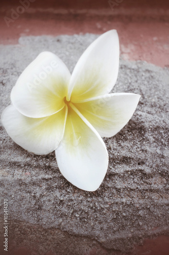 White frangipani flower